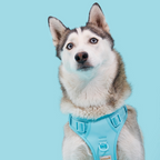 Easy Fit Harness Azul Maxbone x Aristopet