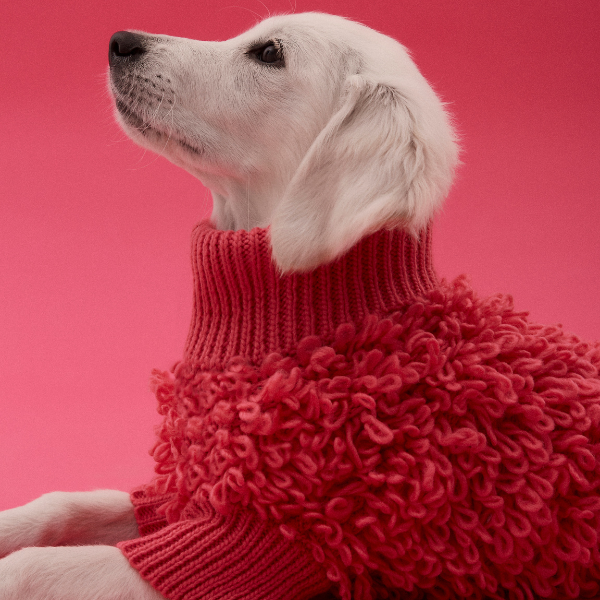 Curly Jumper Rosa Maxbone x Aristopet
