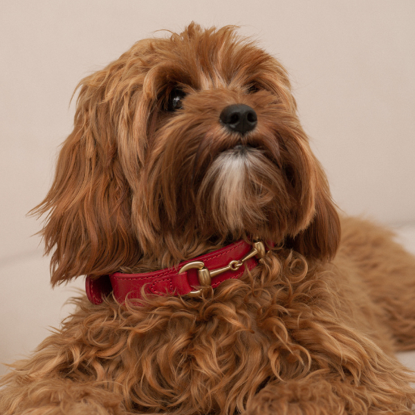 Corocota Red Equestrian Collar