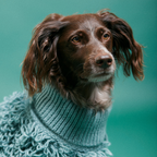 Curly Jumper Rosa Maxbone x Aristopet