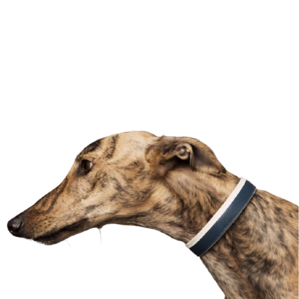 Le Collier Piolino Charcoal - Collar para Perros