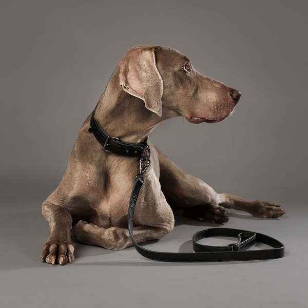 Le Collier Piolino Nude - Collar para Perros