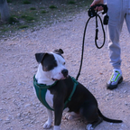 Dog Leash Black-FIXY
