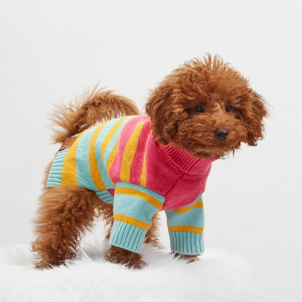 Jersey Bernard Aristopet