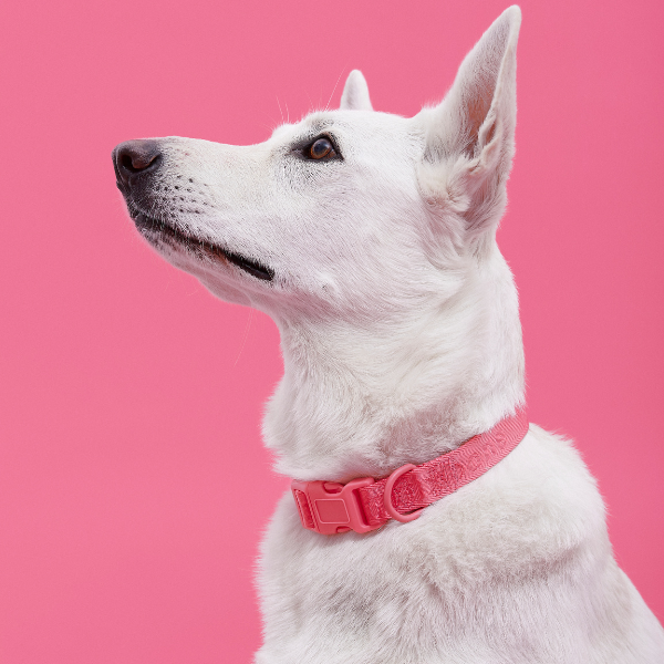 Signature Collar Rosa Maxbone x Aristopet
