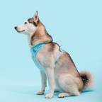 Easy Fit Harness Rosa Maxbone x Aristopet