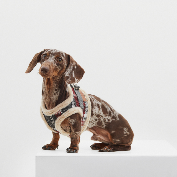 DOG ARNES TARTAN B&amp;B x ARISTOPET