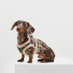 DOG ARNES TARTAN B&amp;B x ARISTOPET