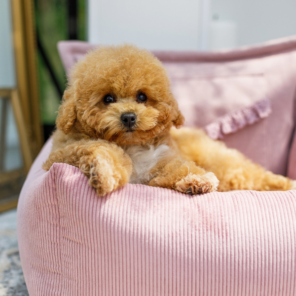 Cama de coche Mademoiselle Oh Charlie