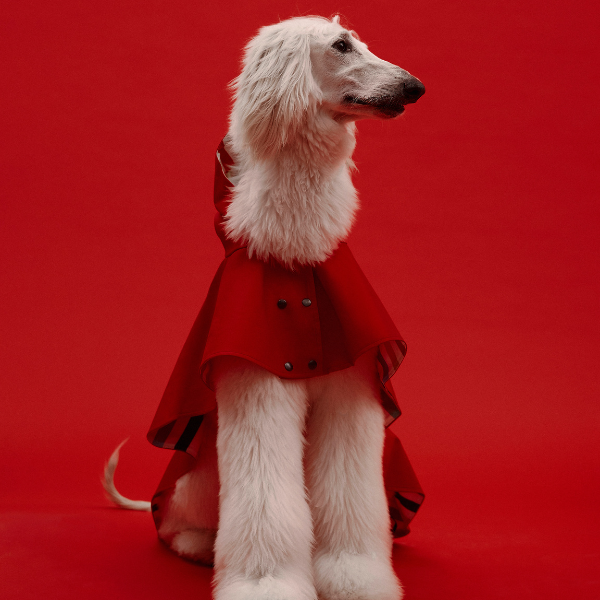 Capa Impermeable William THE PAINTER WIFE X ARISTOPET