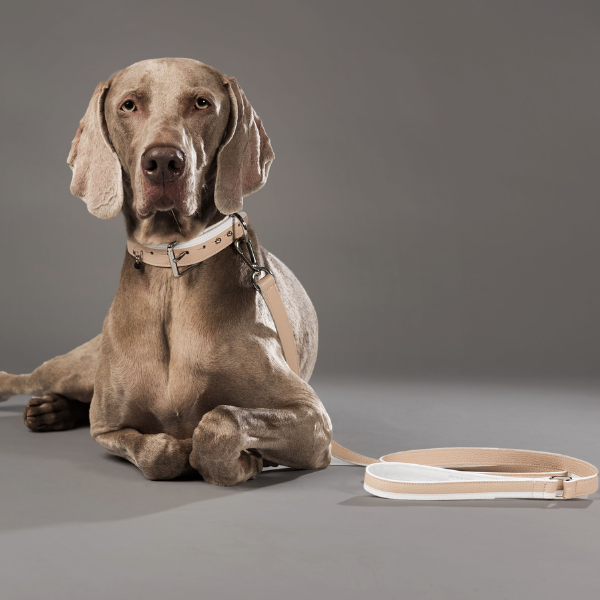 Le Collier Piolino Nude - Collar para Perros