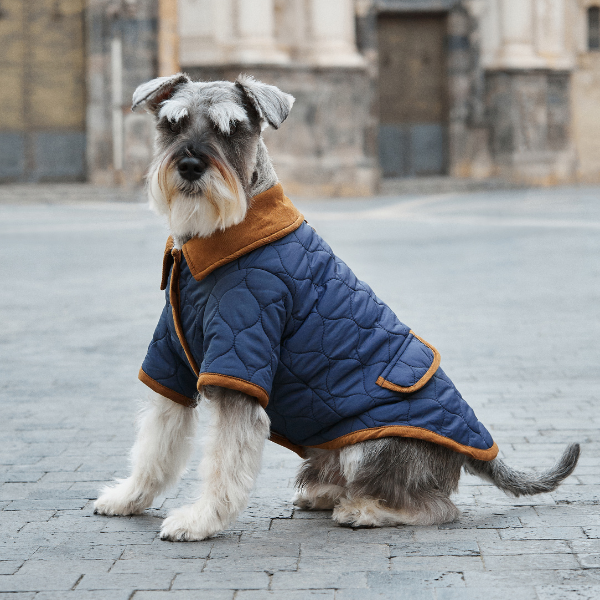 Aristopet blue Spencer jacket