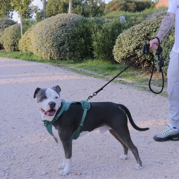 Dog Leash Black-FIXY