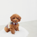 Dog coat Leaf Tartan B&amp;B x Aristopet