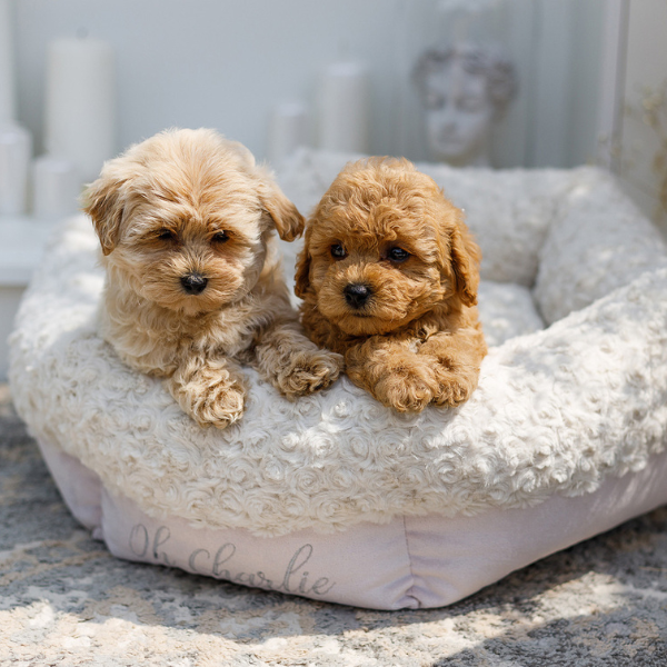 Cama Charlotte Blanco Oh Charlie