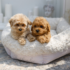 Cama Charlotte Blanco Oh Charlie