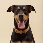Signature Collar Rosa Maxbone x Aristopet