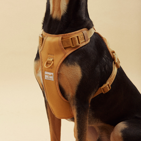 Easy Fit Harness Marrón Maxbone x Aristopet