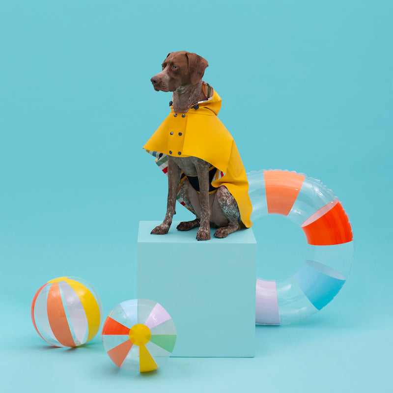 Capa Impermeable William THE PAINTER WIFE X ARISTOPET