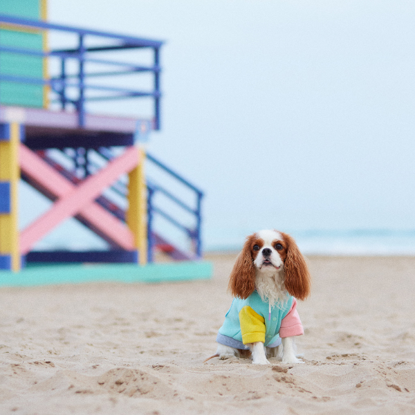 Augustus aqua hoodie Aristopet