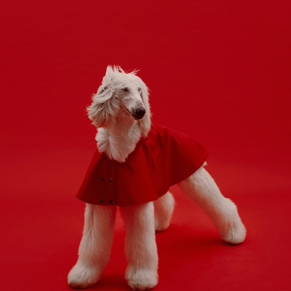 Capa Impermeable William THE PAINTER WIFE X ARISTOPET