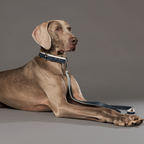Le Collier Piolino Nude - Collar para Perros
