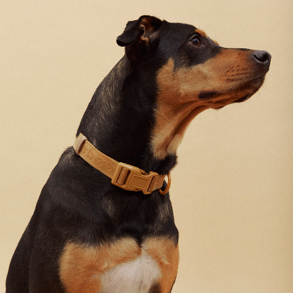 Signature Collar Rosa Maxbone x Aristopet