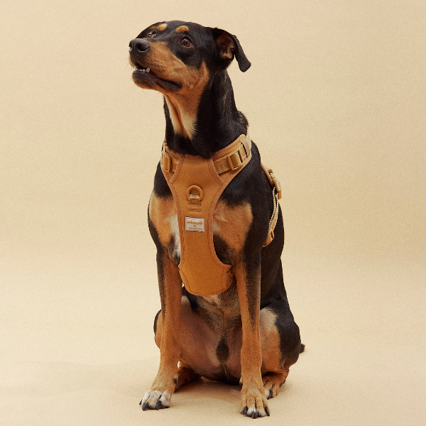 Easy Fit Harness Azul Maxbone x Aristopet