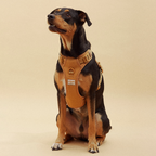 Easy Fit Harness Rosa Maxbone x Aristopet
