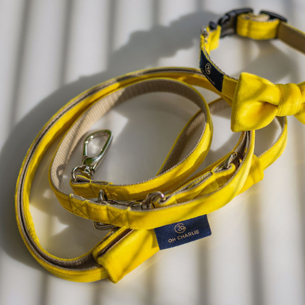 Oh Charlie Yellow Bow Tie Collar