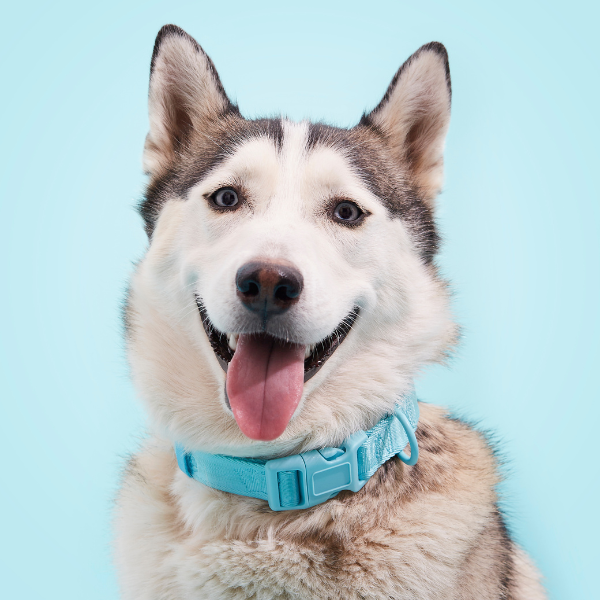 Signature Brown Collar Maxbone x Aristopet