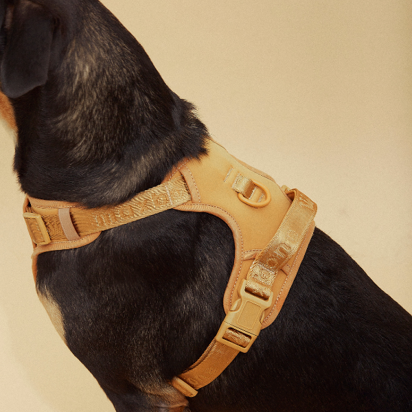 Easy Fit Harness Rosa Maxbone x Aristopet