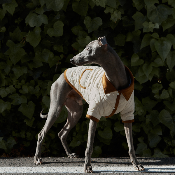 Spencer jacket beige Aristopet