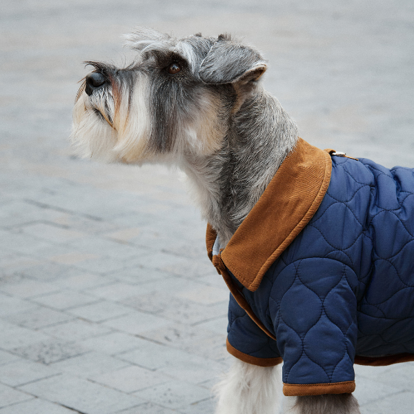 Aristopet blue Spencer jacket