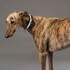Le Collier Piolino Nude - Collar para Perros