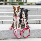 Light red Bloom harness bowl and bone
