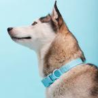 Signature Blue Collar Maxbone x Aristopet