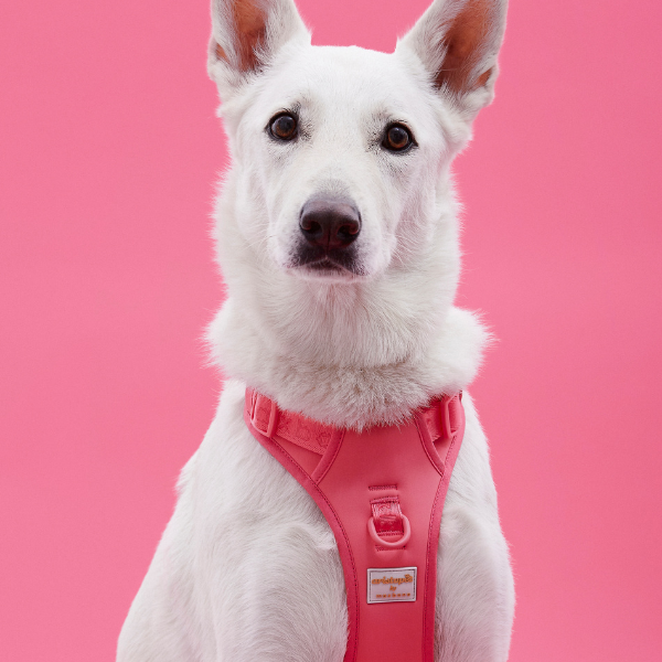 Easy Fit Harness Azul Maxbone x Aristopet