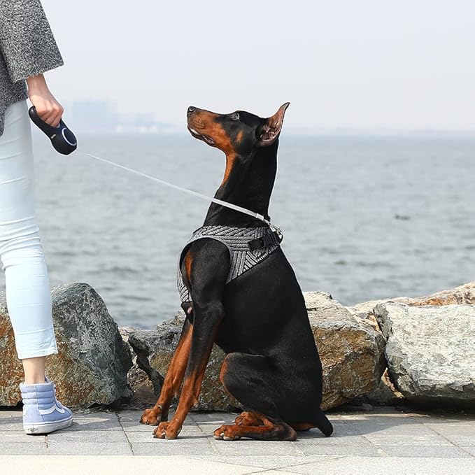 Air Fly Arnés para Perro Petkit