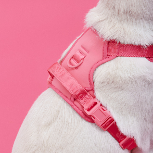 Easy Fit Harness Azul Maxbone x Aristopet