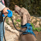 Correa para perro Azul-FIXY