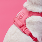 Easy Fit Harness Rosa Maxbone x Aristopet