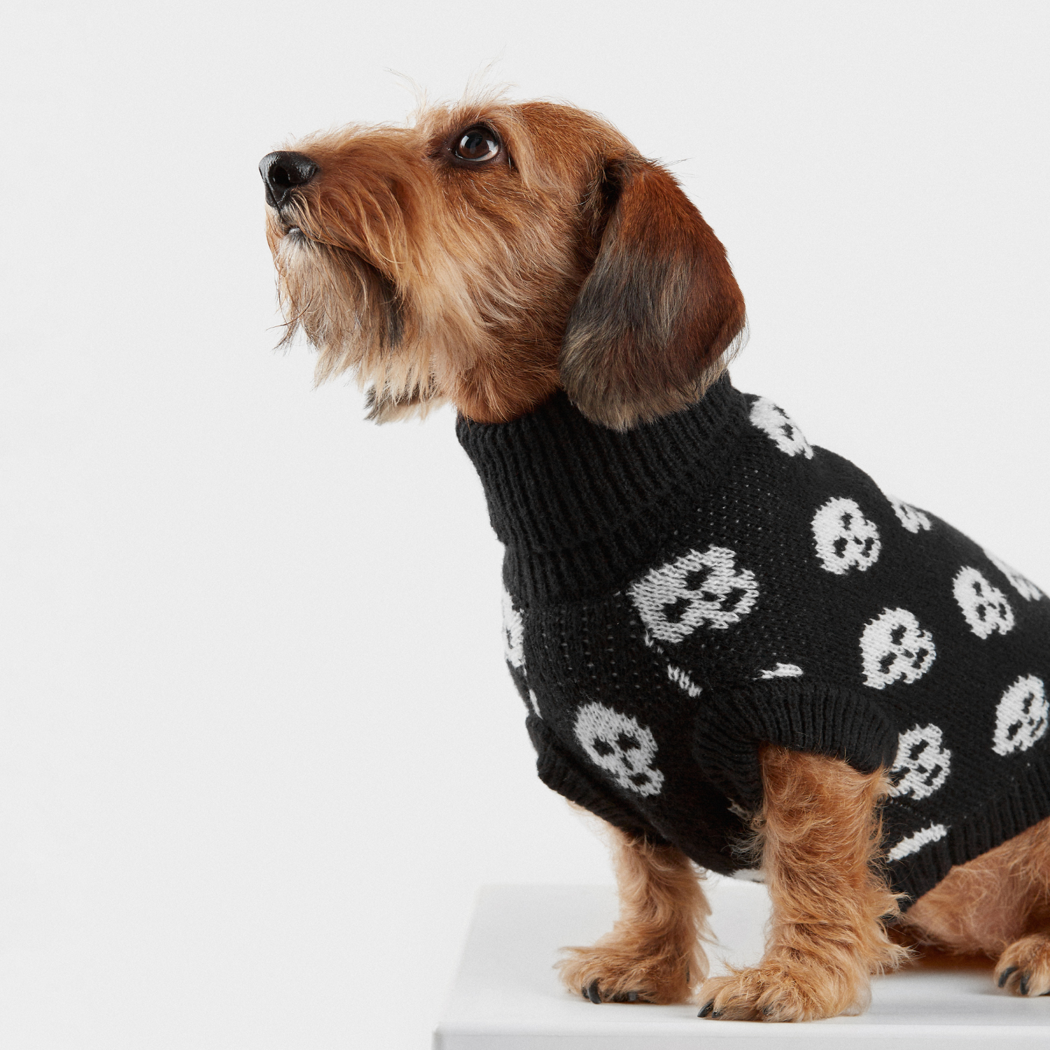 JERSEY DARKIE WOOF