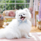Bowtie Lumière Oh Charlie