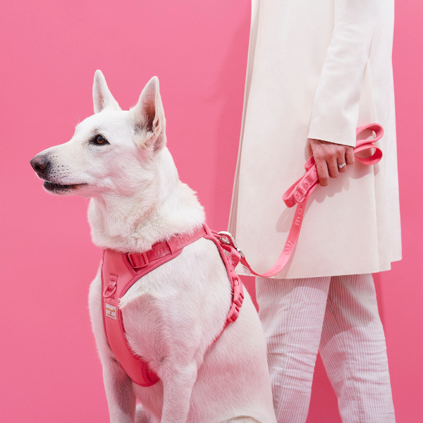 Easy Fit Harness Azul Maxbone x Aristopet