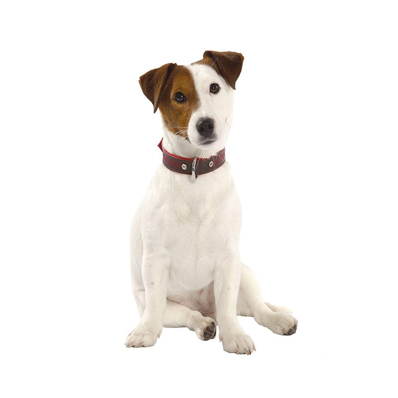 Collar Bahia BOBBY