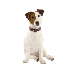 Bobby Bay Collar
