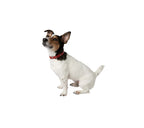 Extra Supple Leather Dog Collar
