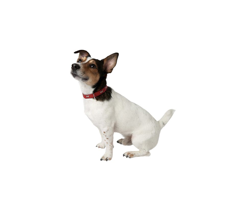 Collar para Perro de Cuero Extra Souple (Test Peanut)