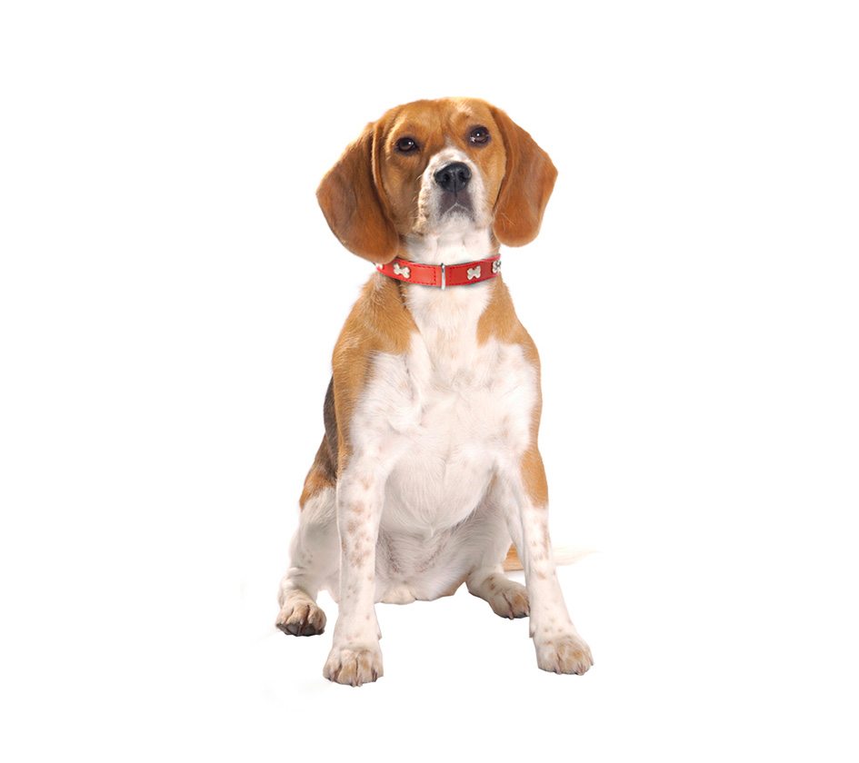 Extra Supple Leather Dog Collar